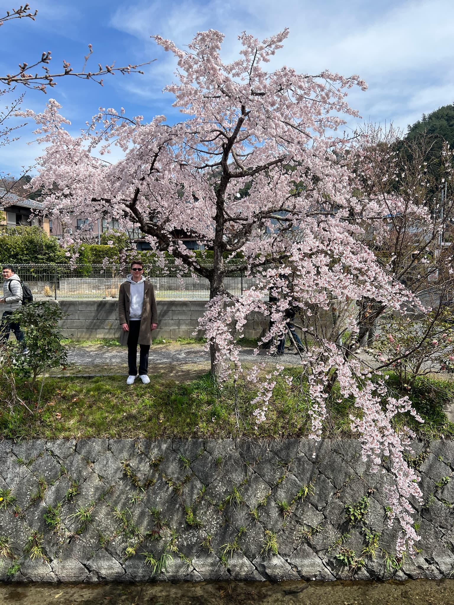 Cherry blossom scene in Japan.