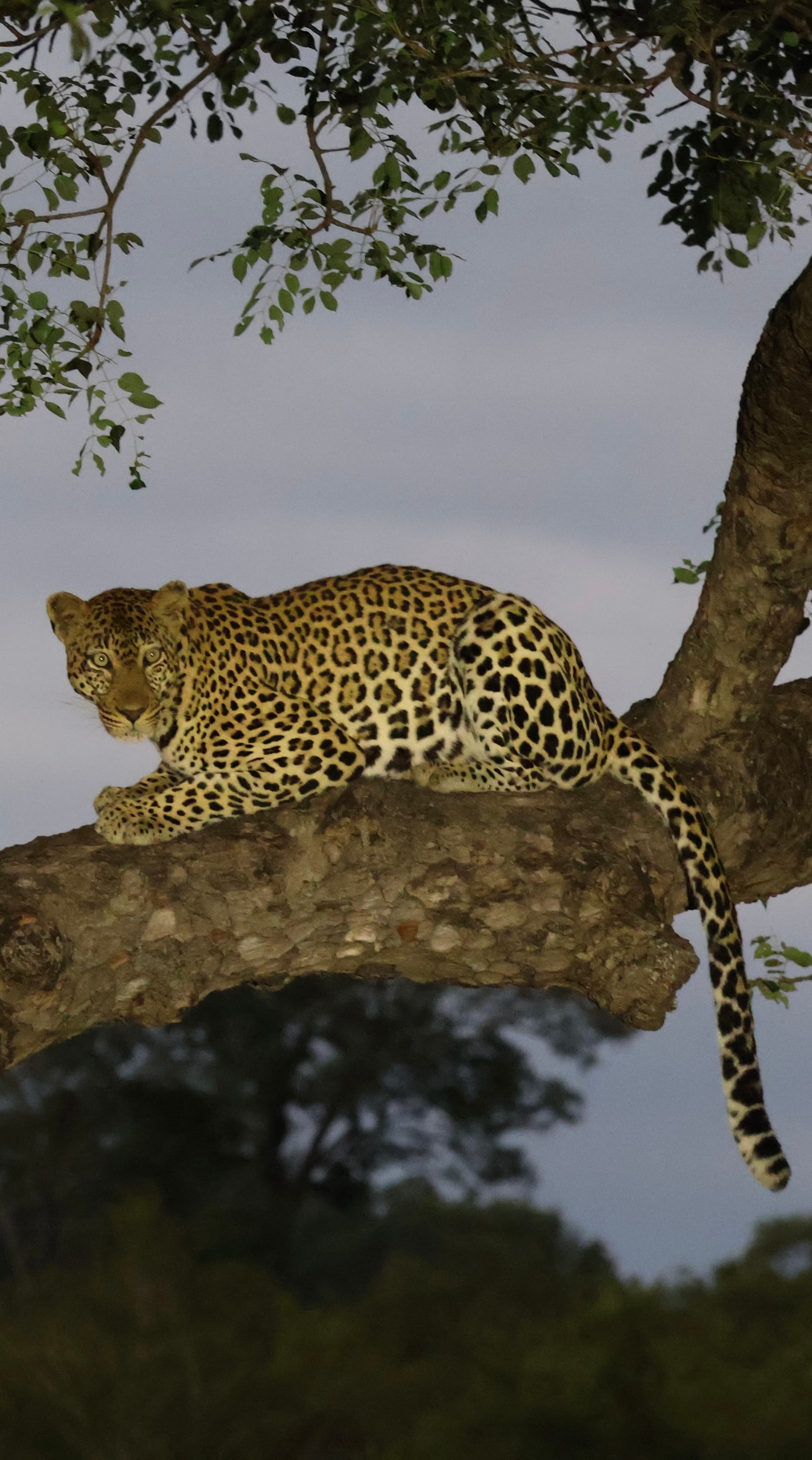 Leopard resting in a tree at dusk.
